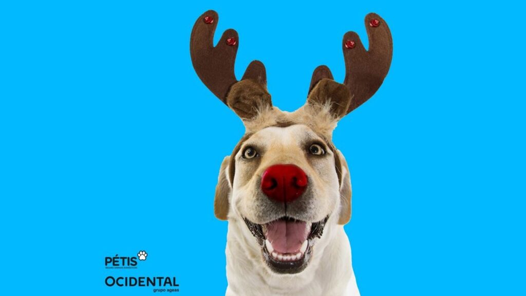Propaganda Seguro Pétis cachorro vestido de rena